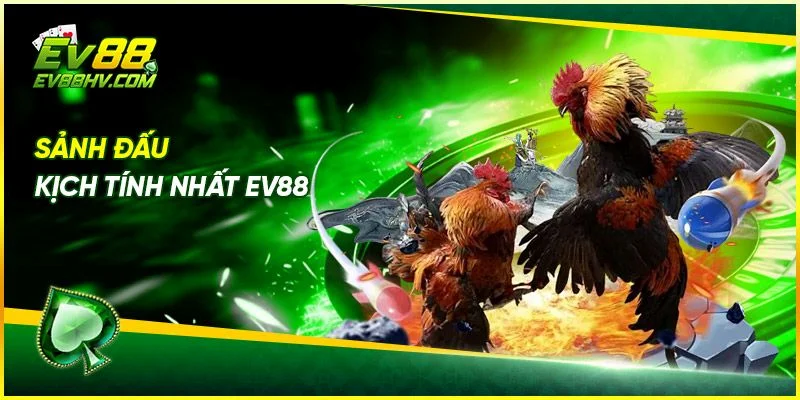 Lý Do Nên Chọn Đá Gà EV888